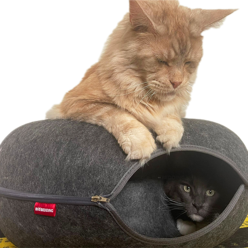 Manden voor Katten