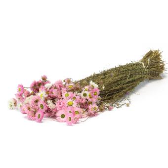 Zonnestrobloem Mix 50 cm