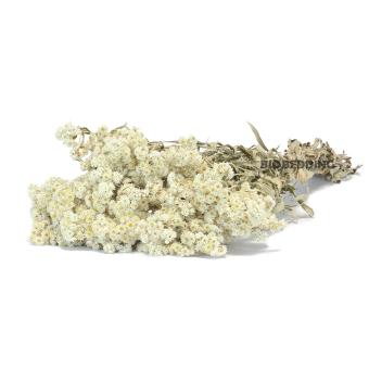 Edelweiss droogbloem