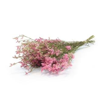 Roze Zeelavendel 60 cm