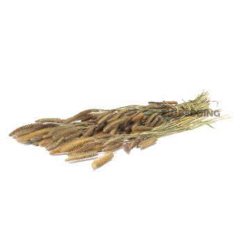 Italiaanse Trosgierst 200 gram