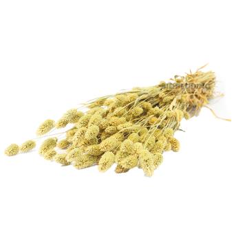 Kanariegras 250 gram ( 70 cm lang )