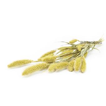 Naaldaar Trosgierst 250 gram