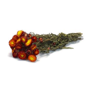 Strobloem Rood – 45 cm