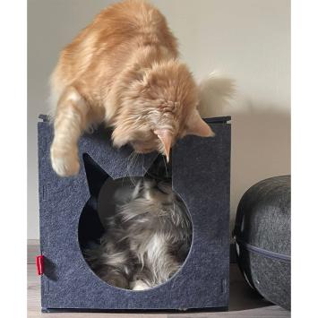 Speelende katten met mand