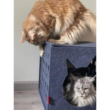 Katten met Kubus mand
