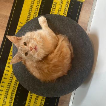 Kattenmand in gebruik